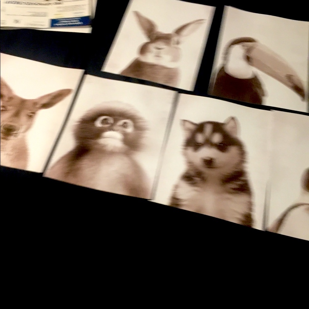 8x10 cute animal prints